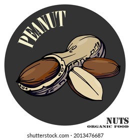 Hand drawn color illustration of peanuts. Two nuts logo, emblem. Handwritten graphic technique. Health products. Nuts shop.