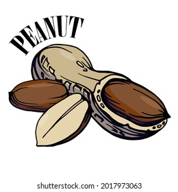 Hand drawn color illustration of peanuts. Two nuts logo, emblem. Handwritten graphic technique. Health products. Nuts shop.
