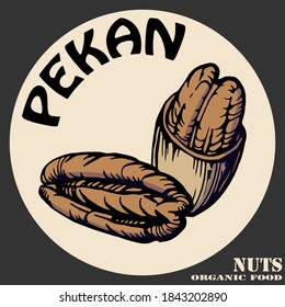 Hand drawn color illustration of pecans and nutshells. Two nuts logo, emblem. Handwritten graphic technique. Health products. Nuts shop.