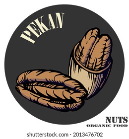 Hand drawn color illustration of pecans and nutshells. Two nuts logo, emblem. Handwritten graphic technique. Health products. Nuts shop.