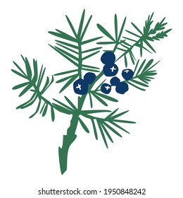 Hand drawn color juniper branch with berries isolated on white background. Juniper herbal illustration in sketch style. Design for medical, food, herbal card