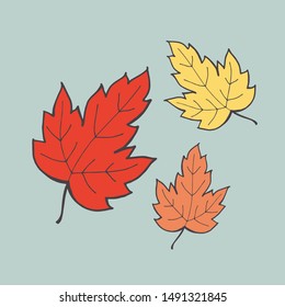 Hand drawn color leaf outline. Maple leaf in line art style isolated on white background