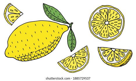 Hand drawn of color lemon or lime fruits,set. Whole lemon with leaves, sliced, half. Vector illustration