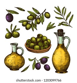 Hand drawn color olive set. Vector hand drawn illustration with olives and olive oil. Vintage sketch style. Use for package design and web.