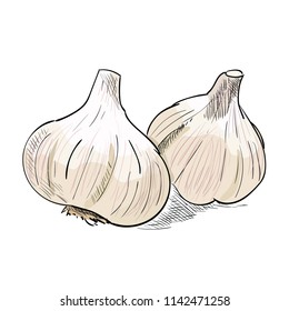 Hand drawn color sketch of garlic. Vintage engraved illustration. Botanical garlic. Vegetarian food drawing. Vector illustration for restaurant menu design