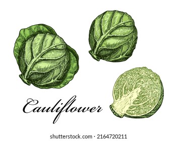 Hand drawn color sketch style set of White cabbage. Cabbage set. Organic fresh food vector illustration isolated on white background. Vegetable hand drawn vector set. Vegetarian engraved object