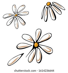 Hand Drawn Color vector Chamomile