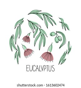 Hand drawn color vector doodle illustration of set Eucalyptus branch, flowers, berry, lettering isolated on white background. Best  for design card, banner, print, book and textile