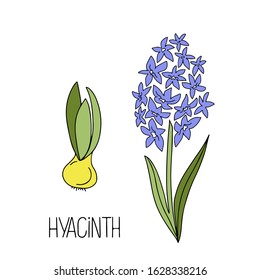 Hand drawn color vector illustration doodle of  hyacinth bulb, flower, lettering isolated on white background. Floral elements for greeting card, women day, mother day, textile, invitation, banner 