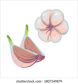 Hand drawn color vector illustration of garlic and cloves of garlic isolated on white background. Healthy Fresh cartoon vegetable. Clipart. 