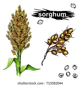 Hand drawn color  vector illustration set of sweet sorghum, grain, branch. sketch. Vector eps 8.