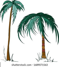 Hand drawn color vector palms