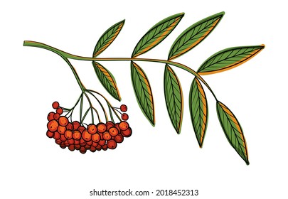Hand drawn color vector rowan branch.