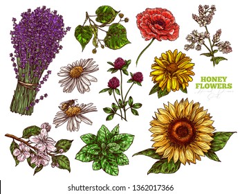 Hand drawn color vector set of wildflower honey plants and flowers. Botanical sketch illustration. Floral herbal collection of linden, sunflower, lavender, poppy, clover, mint, chamomile, buckwheat