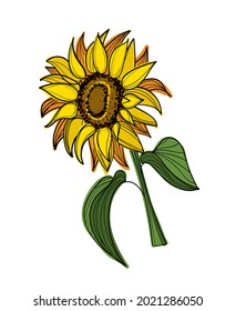 Hand drawn color vector sunflower.