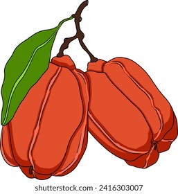 Ackee, Blighia sapida o achee, planta medicinal de color dibujado a mano. Ilustración vectorial sobre fondo blanco.