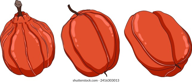 Ackee, Blighia sapida o achee, planta medicinal de color dibujado a mano. Ilustración vectorial sobre fondo blanco.