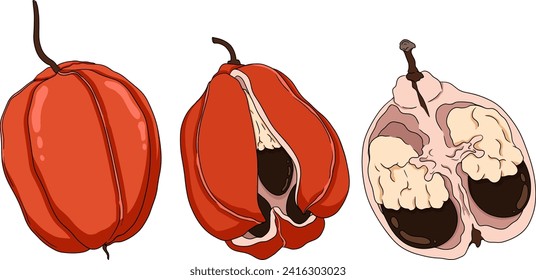 Hand drawn colored Ackee, Blighia sapida or achee, medicinal plant. Vector Illustration on white Background.