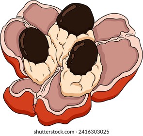 Hand drawn colored Ackee, Blighia sapida or achee, medicinal plant. Vector Illustration on white Background.