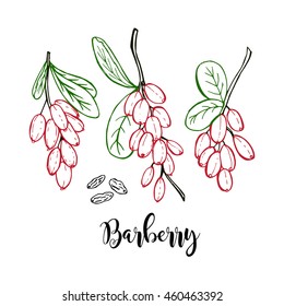 Hand drawn colored barberry stems in vector