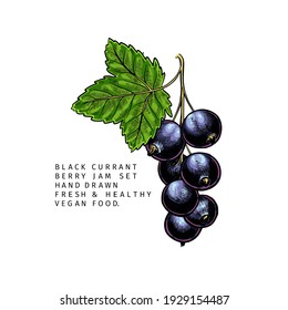 Hand drawn colored black currant branch, leaf and berry. Engraved vector illustration. Blackberry agriculture plant. Summer harvest, jam vegan ingredient. Menu, package, cosmetic, food design
