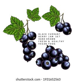 Hand drawn colored black currant branch, leaf and berry. Engraved vector illustration. Blackberry agriculture plant. Summer harvest, jam vegan ingredient. Menu, package, cosmetic, food design
