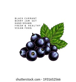 Hand drawn colored black currant branch, leaf and berry. Engraved vector illustration. Blackberry agriculture plant. Summer harvest, jam vegan ingredient. Menu, package, cosmetic, food design
