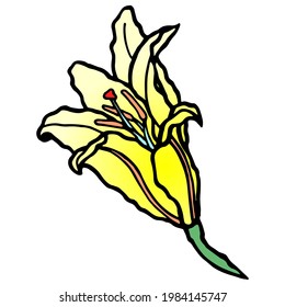 Hand drawn colored blooming lilly doodle. Traditional spring flower in ink style