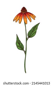 Hand drawn colored botanical vector illustration of a blooming echinacea. Meadow plant drawing
