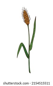 Hand drawn colored botanical vector illustration of a spikelet. Field plant drawing