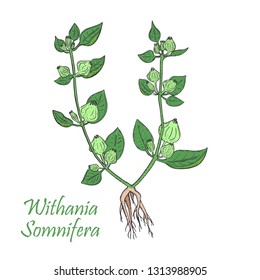 Hand Drawn Colored Bush of Ashwagandha Isolated on the White Background. Sketch Style Vector Illustration. Herbal with Latin Name Withania Somnifera. Leaflet for Traditional Indian Herbal Medicine.