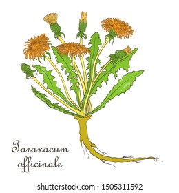 Hand Drawn Colored Bush of Blossoming Dandelion Isolated on White Background. Herbal with Latin Name Taraxacum officinale. Herbal Medicine and Food Industry Component.