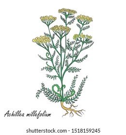Hand Drawn Colored Bush of Common Yarrow Placed on the White Background. Herbal with Latin Name Achillea millefolium. Herbal Medicine Industry Component. Vector EPS 10 Illustration