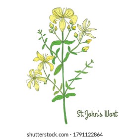 Hand Drawn Colored Bush of St Johns wort Isolated on White Backdrop. Herbal with Latin Name Hypericum Perforatum. Sketch Style Vector Illustration. Traditional Medicine and Cosmetics Industry Herb.