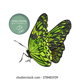 Hand drawn colored butterfly on transparent background. Green butterfly drawing on a tablet.