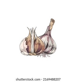 Hand drawn colored clove of garlics sketch style, vector illustration isolated on white background. Black outline culinary ingredient, spice, mine design element