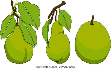 Hand drawn, colored fresh pears. Pear outline and color drawing for label, poster, print