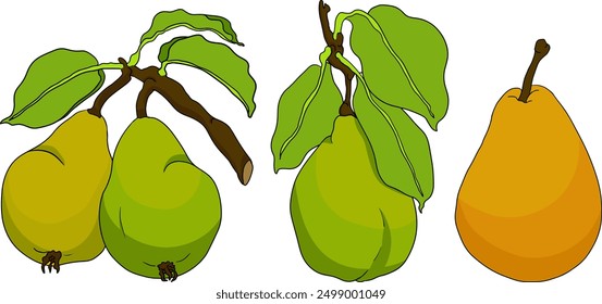 Dibujado a mano, peras frescas de colores. Perla contorno y dibujo de color para la etiqueta, cartel, impresión