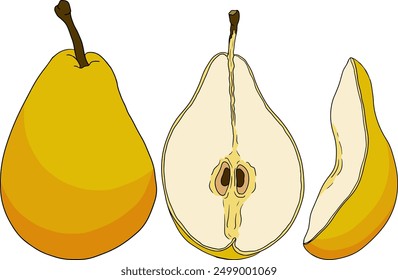 Hand drawn, colored fresh pears. Pear outline and color drawing for label, poster, print