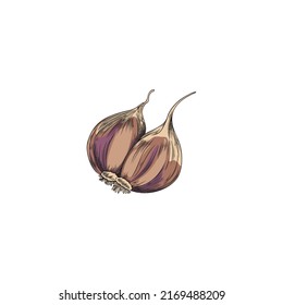 Hand drawn colored garlics with roots sketch style, vector illustration isolated on white background. Fresh organic natural food, spice, culinary ingredient