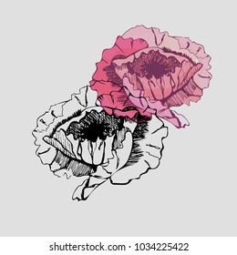 Hand drawn colored and graphic sketch with two poppy  flowers isolated on grey background. Vector illustration.