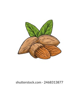 hand drawn colored illustration of almonds