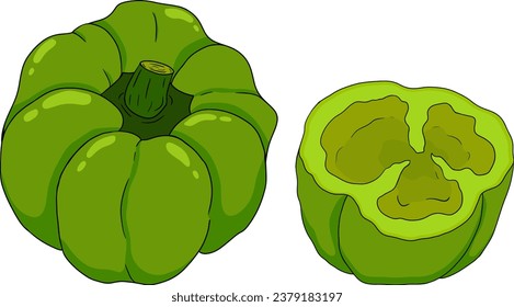 Hand drawn colored illustration of different types of pepper. Bell sweet peppers, paprika. Vegetables painted on white background. Vector sketch food.