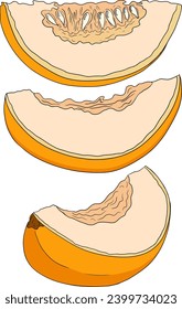 Hand drawn colored illustration of melon. Botanical food, vector illustration. 