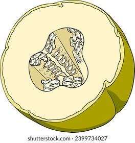 Hand drawn colored illustration of melon. Botanical food, vector illustration. 