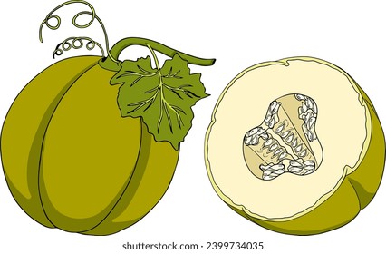 Hand drawn colored illustration of melon. Botanical food, vector illustration. 