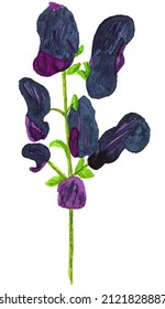 A hand drawn colored ink drawing of the blue aconite. 
