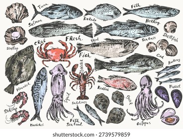 Hand drawn colored ink sketch of seafood, fish. Octopus squid lobster crab. Oyster prawn shrimp mussel salmon tuna dorado. Trout sardine anchovy flounder mackerel herring. For food background. Menu design.