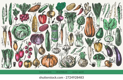 Conjunto de bocetos de vegetales de tinta de colores dibujados a mano. Tomate, pepino, pimiento morrón, calabacín, calabaza, mantequilla, calabaza, maíz, cebolla, rábano, papa, espárragos, alcachofa, repollo, colirrábano. Para el fondo de la comida, menú vegetariano, etiquetas, tarjetas de la receta.