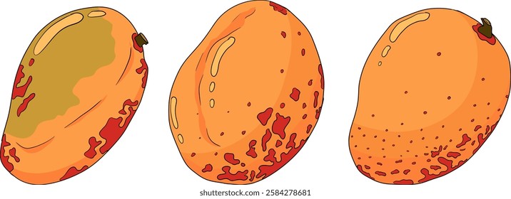 Hand drawn colored mango. Tropical fruit vector illustration. Botanical vintage objects	